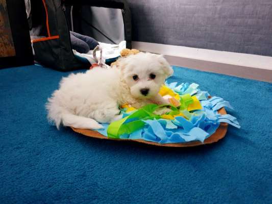 Welpen Bilder !-Beitrag-Bild