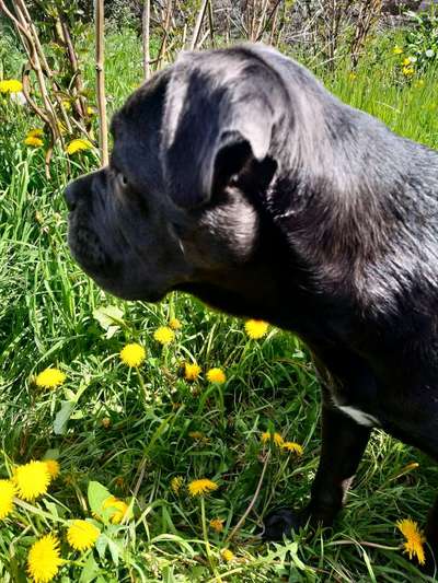 Cane corso-Beitrag-Bild