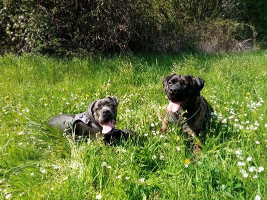 Rassensuche Cane Corso Italiano-Beitrag-Bild