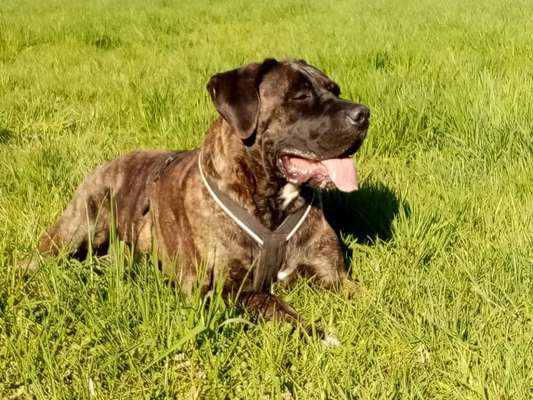 Cane corso-Beitrag-Bild