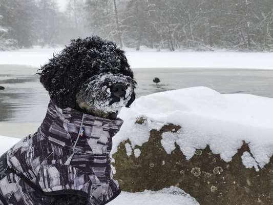 Schneenasen-Beitrag-Bild