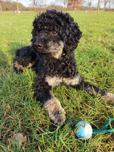 Charakter Pudel-Beitrag-Bild