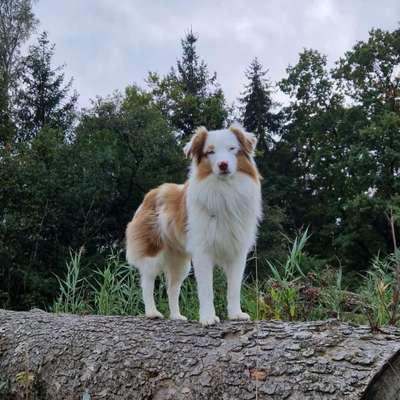 Hundetreffen-Gemeinsame Gassirunden-Bild