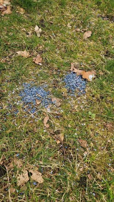 Giftköder-Blaukorn-Bild