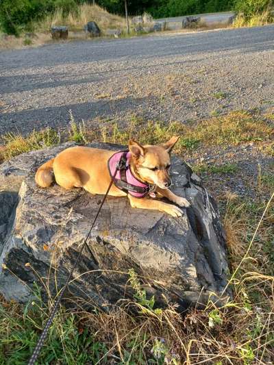 TierschutzhundeStammtisch🐕-Beitrag-Bild