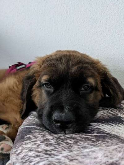 Bernhadiner-Beitrag-Bild