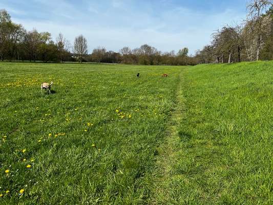 Hundetreffen-Hundetreff auf der Diemelwiese-Bild