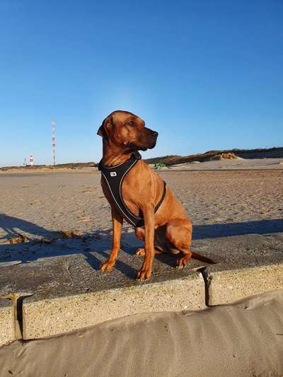 Rhodesian Ridgeback-Beitrag-Bild