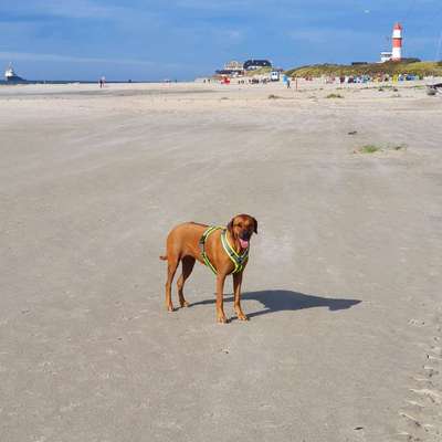 Rhodesian Ridgeback-Beitrag-Bild