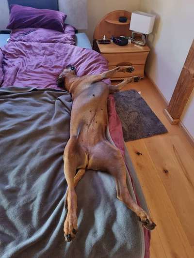 Rhodesian Ridgeback-Beitrag-Bild