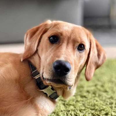 Hundetreffen-Junghundetreffen-Bild