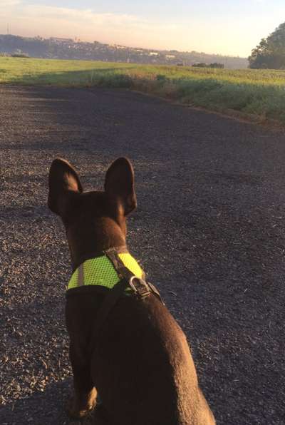 Reinrassige Hunde?-Beitrag-Bild