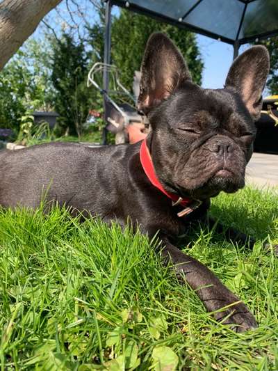 36. Handy Foto Challenge - Sonnenanbeter-Beitrag-Bild