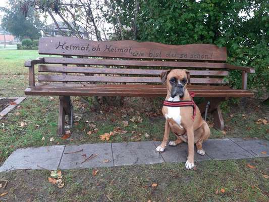 Deutsche Boxer-Beitrag-Bild