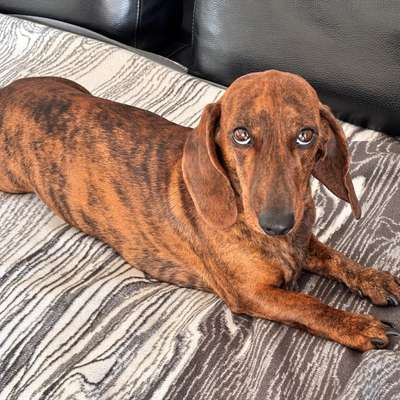 Hundetreffen-Dackel in der Nähe?-Bild