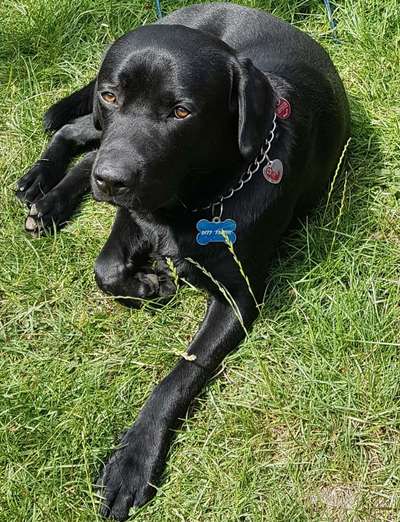 Labradorfans-Beitrag-Bild