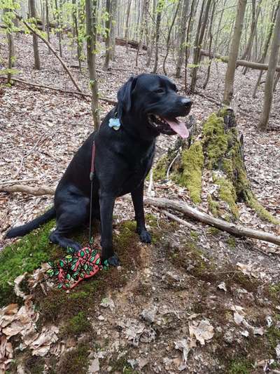 Labradorfans-Beitrag-Bild