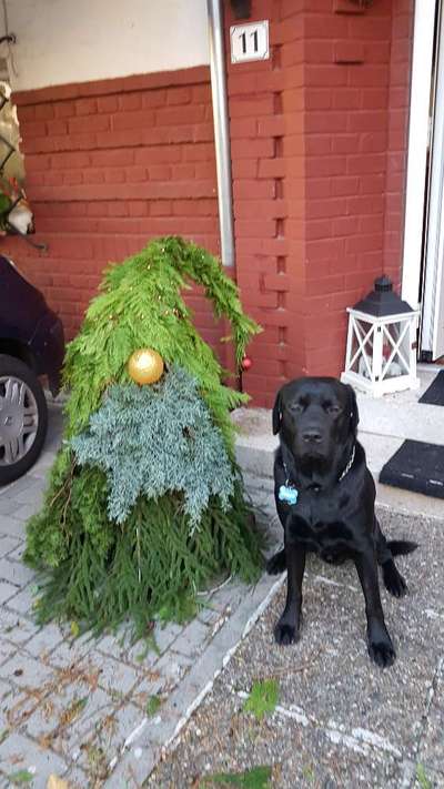 FOTOCHALLENGE 68: Dein Hund und sein bester Freund-Beitrag-Bild