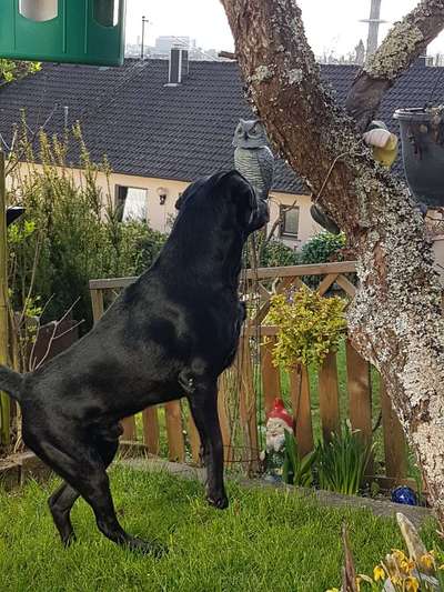 Die Dogorama Monats Challenge "Es grünt und blüht"-Beitrag-Bild