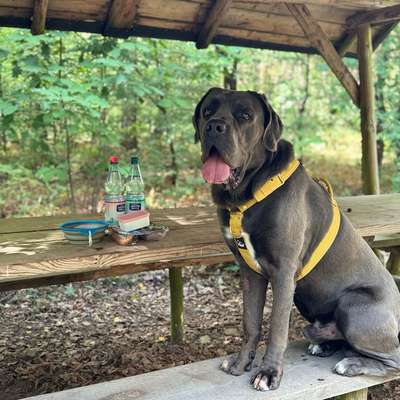 Hundetreffen-Sozial Walks-Bild
