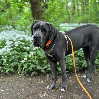 Hundetreffen-Sozial Walks-Bild