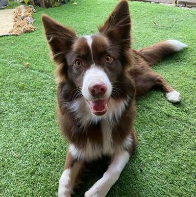 Hundetreffen-Aussie sucht Spielkamerad-Bild