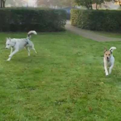 Hundetreffen-Um die Wette flitzen und spielen-Bild