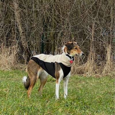 Hundetreffen-Gassi Runde und spielen-Whippet-Bild