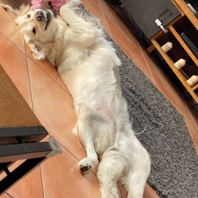 Hundetreffen-Spielrunde-Bild