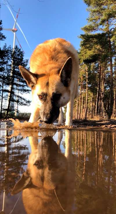 Dogorama-Monats-Challenge-Mai "Wasser"-Beitrag-Bild