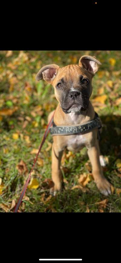 Die Dogorama Kalender Challenge Titelbild-Beitrag-Bild