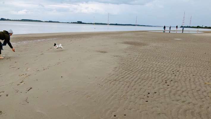 Jack Russell Terrier-Beitrag-Bild