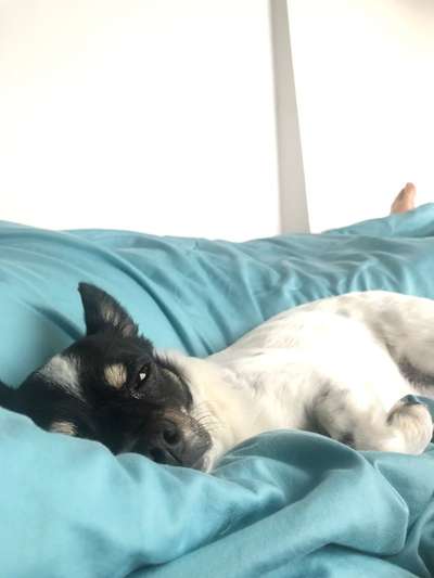 Jack Russell Terrier-Beitrag-Bild