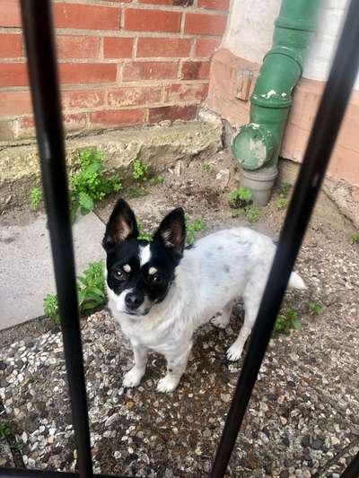 Jack Russell Terrier-Beitrag-Bild