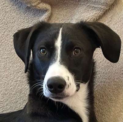 Windhunde - Treffen der besonderen Schönheiten
HERZLICH WILLKOMMEN-Beitrag-Bild