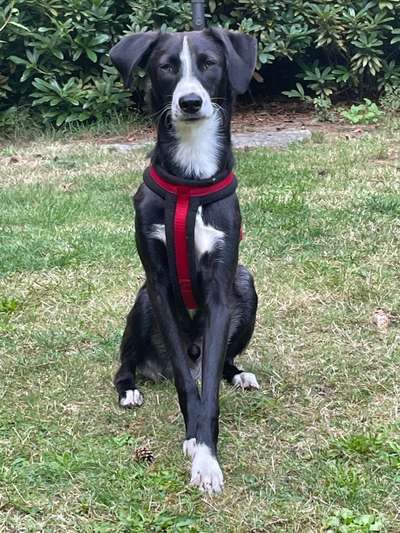 Hunde aus Griechenland-Beitrag-Bild