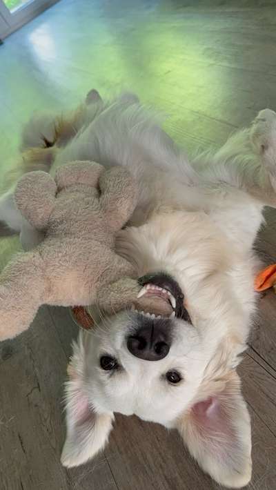 Hundetreffen-Junghunde-Bild