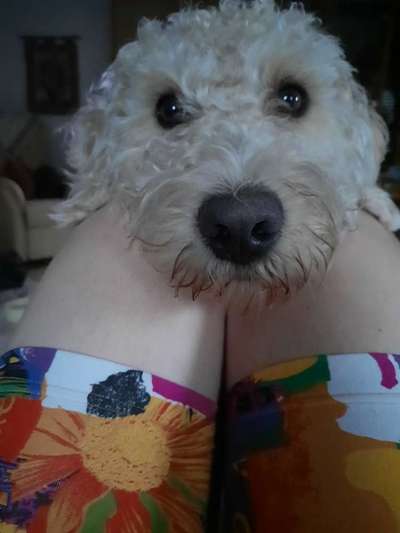 85. Foto Challenge : Schosshund-Beitrag-Bild