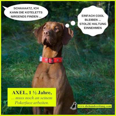 Hunde Memes-Beitrag-Bild