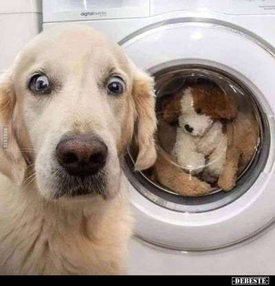 Hunde Memes-Beitrag-Bild