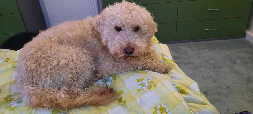 Zeigt her Eure Futternäpfe-Beitrag-Bild