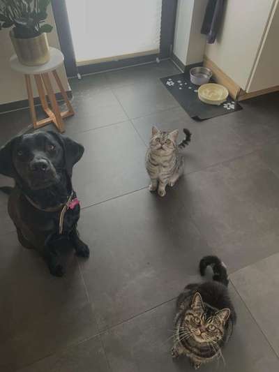 Hunde Memes-Beitrag-Bild