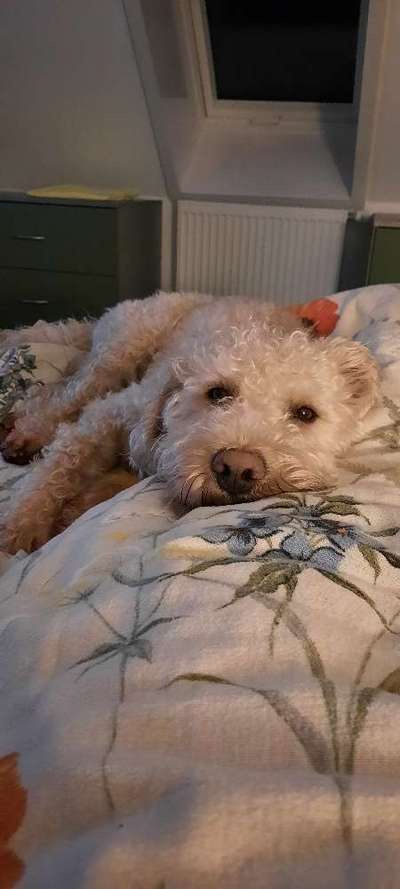 Freddys Kummerkasten-Beitrag-Bild