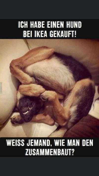 Hunde Memes-Beitrag-Bild