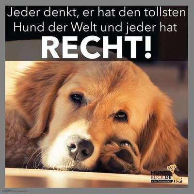 Hunde Memes-Beitrag-Bild