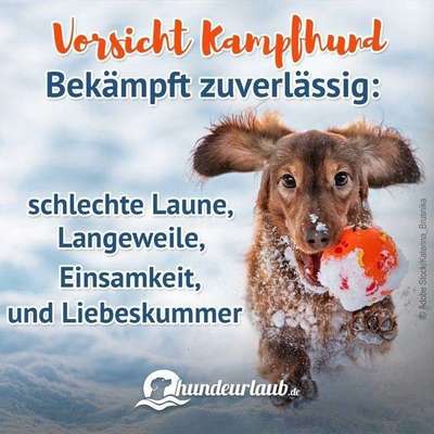Hunde Memes-Beitrag-Bild