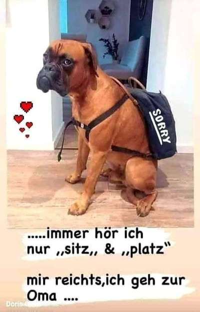 Hunde Memes-Beitrag-Bild