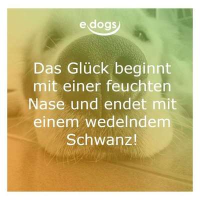 Hunde Memes-Beitrag-Bild
