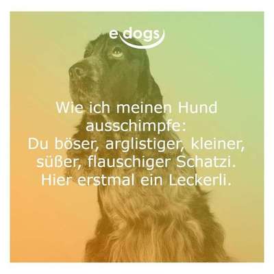 Hunde Memes-Beitrag-Bild