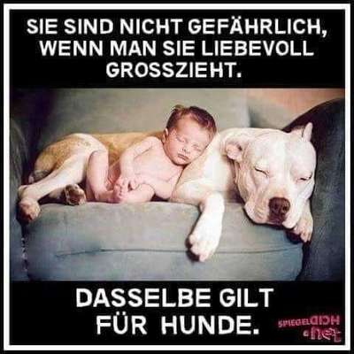 Hunde Memes-Beitrag-Bild